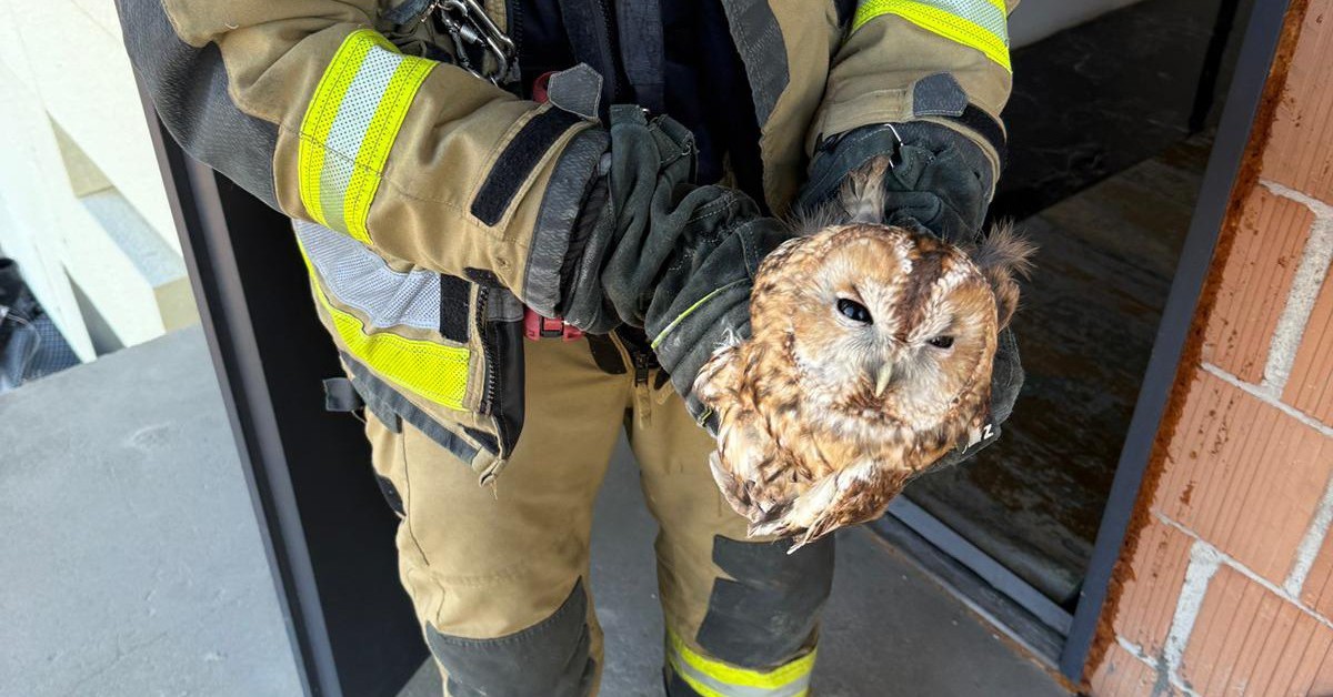 Zawada. Sowa w kominie. Musieli interweniować strażacy