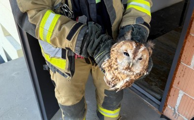 Zawada. Sowa w kominie. Musieli interweniować strażacy