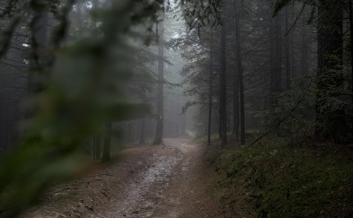 Jak będzie wyglądać wycinka, ochrona przyrody i dostęp do lasów przez najbliższe 10 lat? Leśnicy otwierają debatę