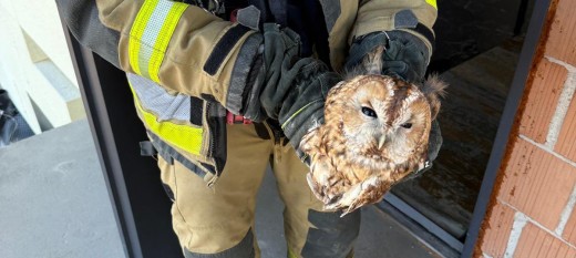 Zawada. Sowa w kominie. Musieli interweniować strażacy