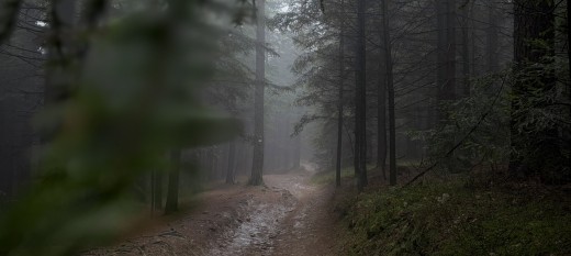 Jak będzie wyglądać wycinka, ochrona przyrody i dostęp do lasów przez najbliższe 10 lat? Leśnicy otwierają debatę
