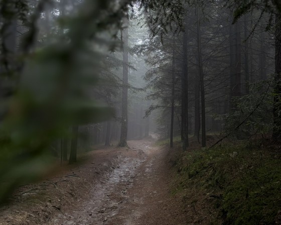 Jak będzie wyglądać wycinka, ochrona przyrody i dostęp do lasów przez najbliższe 10 lat? Leśnicy otwierają debatę