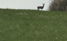 Kupię działkę budowlaną - Myślenice, Osieczany, Polanka, Stróża, Bysina