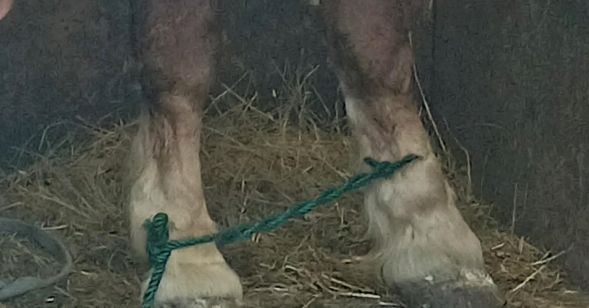 Sąd skazał trzech mężczyzn za nieprzepisowy transport koni. „Zwierzęta były przewożone w skandalicznych warunkach”