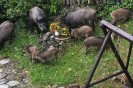 Nie tylko w Sułkowicach. Dziki podchodzą pod domy w Myślenicach, Stróży i Jaworniku. Jest wniosek do burmistrza