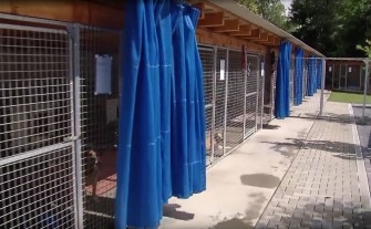 Anna Szymanowska: W Osieczanach nie chcemy „Przytul Sierściucha”. Radna proponuje szukanie innej lokalizacji