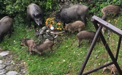Nie tylko w Sułkowicach. Dziki podchodzą pod domy w Myślenicach, Stróży i Jaworniku. Jest wniosek do burmistrza