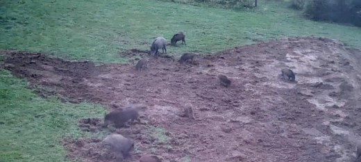 Sułkowice. Gminę opanowały dziki. "Ryją na całego". Burmistrz zwołuje zebranie w tej sprawie