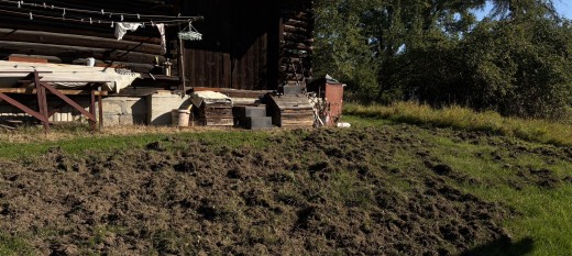 Dziki podchodzą pod domy. Starosta: potrzebujemy wspólnego rozwiązania dla całego regionu