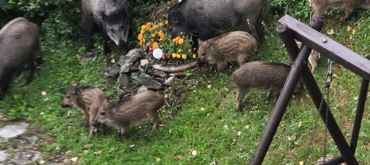 Nie tylko w Sułkowicach. Dziki podchodzą pod domy w Myślenicach, Stróży i Jaworniku. Jest wniosek do burmistrza