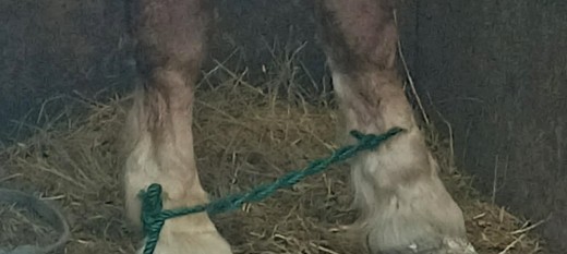 Sąd skazał trzech mężczyzn za nieprzepisowy transport koni. „Zwierzęta były przewożone w skandalicznych warunkach”
