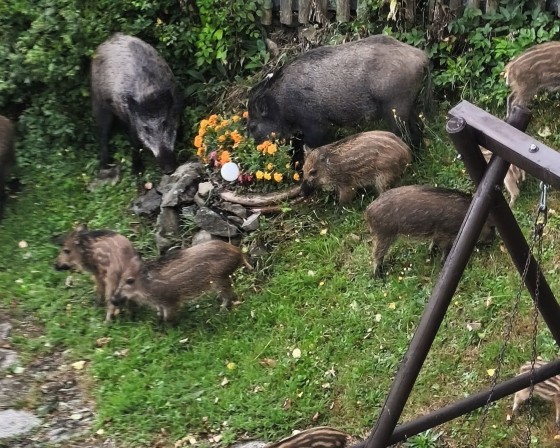 Nie tylko w Sułkowicach. Dziki podchodzą pod domy w Myślenicach, Stróży i Jaworniku. Jest wniosek do burmistrza