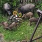 Nie tylko w Sułkowicach. Dziki podchodzą pod domy w Myślenicach, Stróży i Jaworniku. Jest wniosek do burmistrza