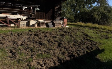 Dziki podchodzą pod domy. Starosta: potrzebujemy wspólnego rozwiązania dla całego regionu