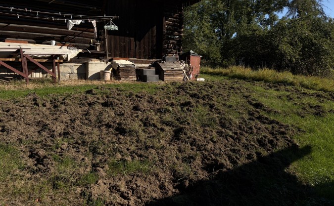 Dziki podchodzą pod domy. Starosta: potrzebujemy wspólnego rozwiązania dla całego regionu