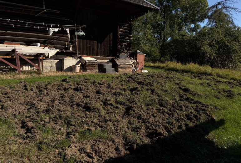 Dziki podchodzą pod domy. Starosta: potrzebujemy wspólnego rozwiązania dla całego regionu