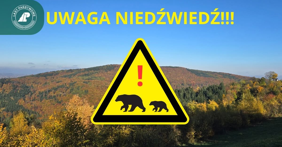 Uwaga! Niedźwiedź w rejonie Pękalówki w masywie Kotonia. Nadleśnictwo Myślenice ostrzega