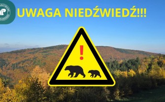 Uwaga! Niedźwiedź w rejonie Pękalówki w masywie Kotonia. Nadleśnictwo Myślenice ostrzega