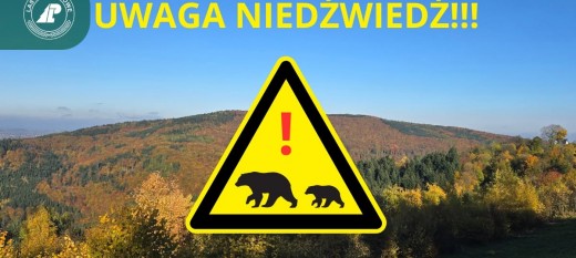 Uwaga! Niedźwiedź w rejonie Pękalówki w masywie Kotonia. Nadleśnictwo Myślenice ostrzega