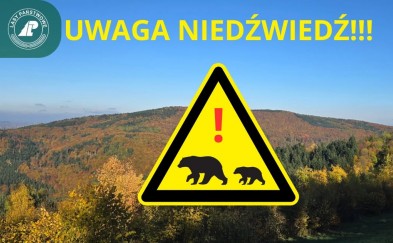 Uwaga! Niedźwiedź w rejonie Pękalówki w masywie Kotonia. Nadleśnictwo Myślenice ostrzega